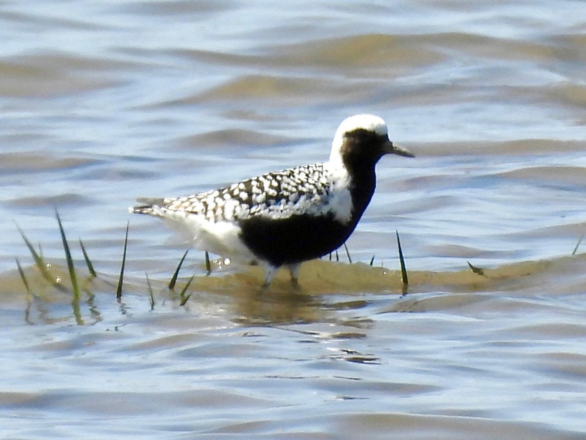 Black-bellied Plover - Andy Todd