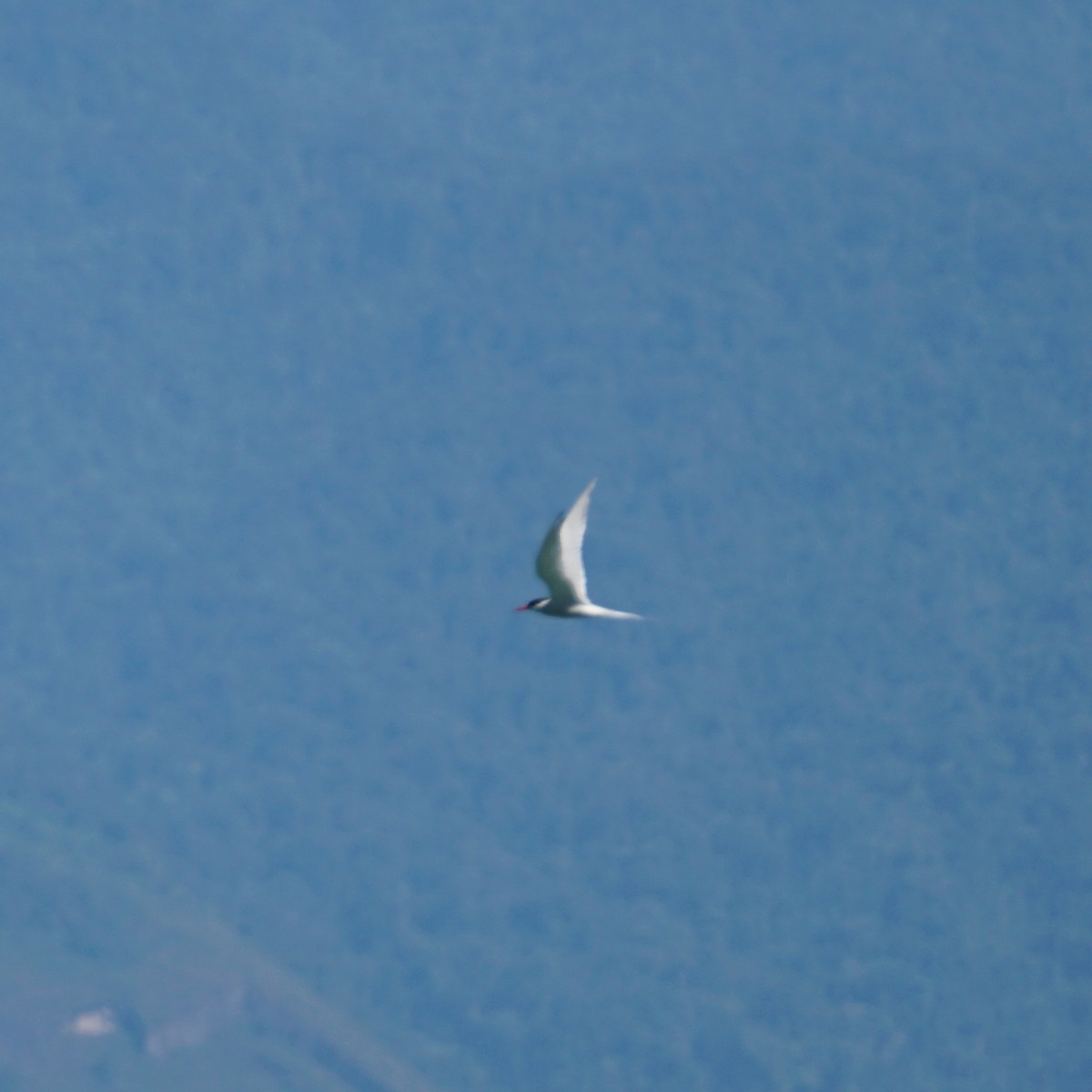 South American Tern - ML619959622