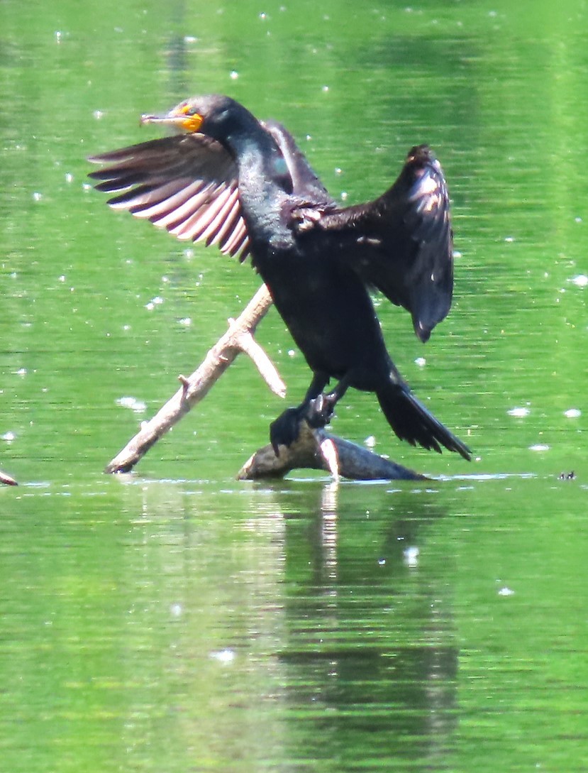 Cormoran à aigrettes - ML619959644