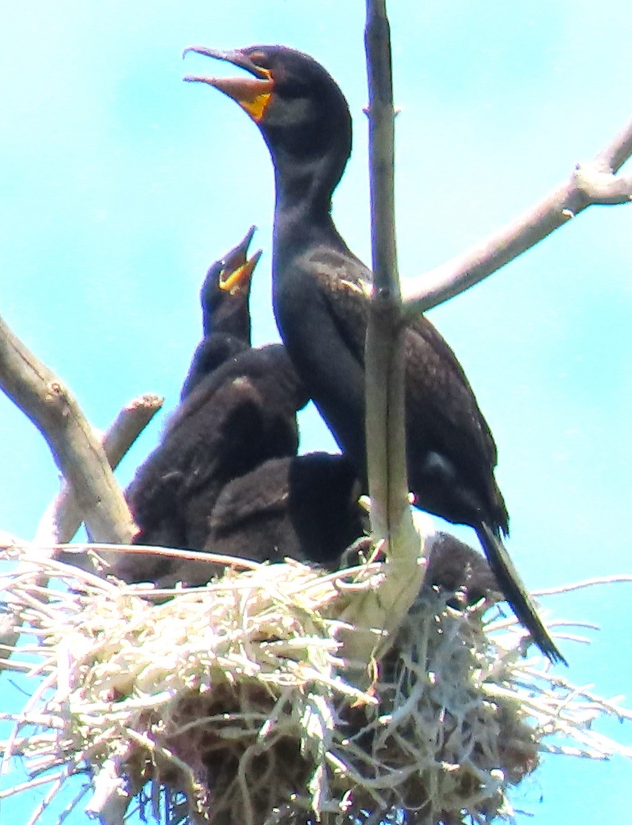 Double-crested Cormorant - ML619959645