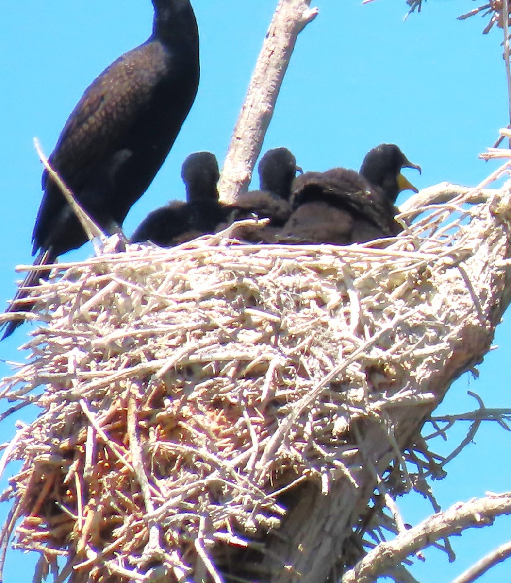 Double-crested Cormorant - ML619959646