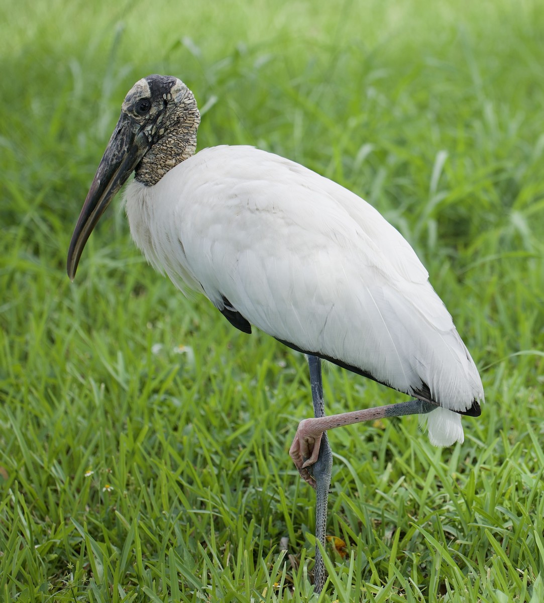 Wood Stork - ML619959650