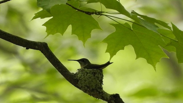 Ruby-throated Hummingbird - ML619959654