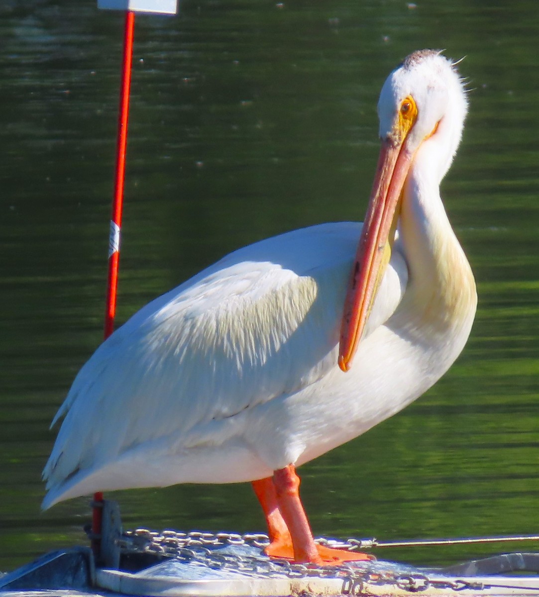 American White Pelican - ML619959663