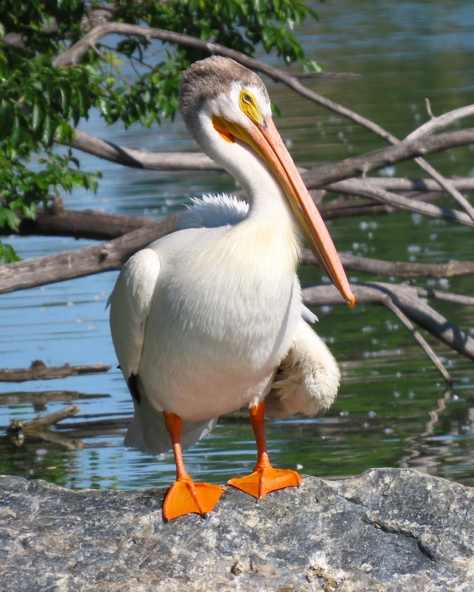 American White Pelican - ML619959664