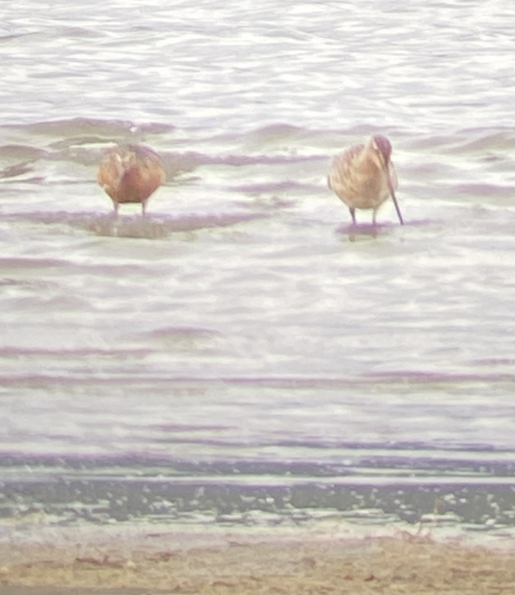 Bar-tailed Godwit - ML619959670