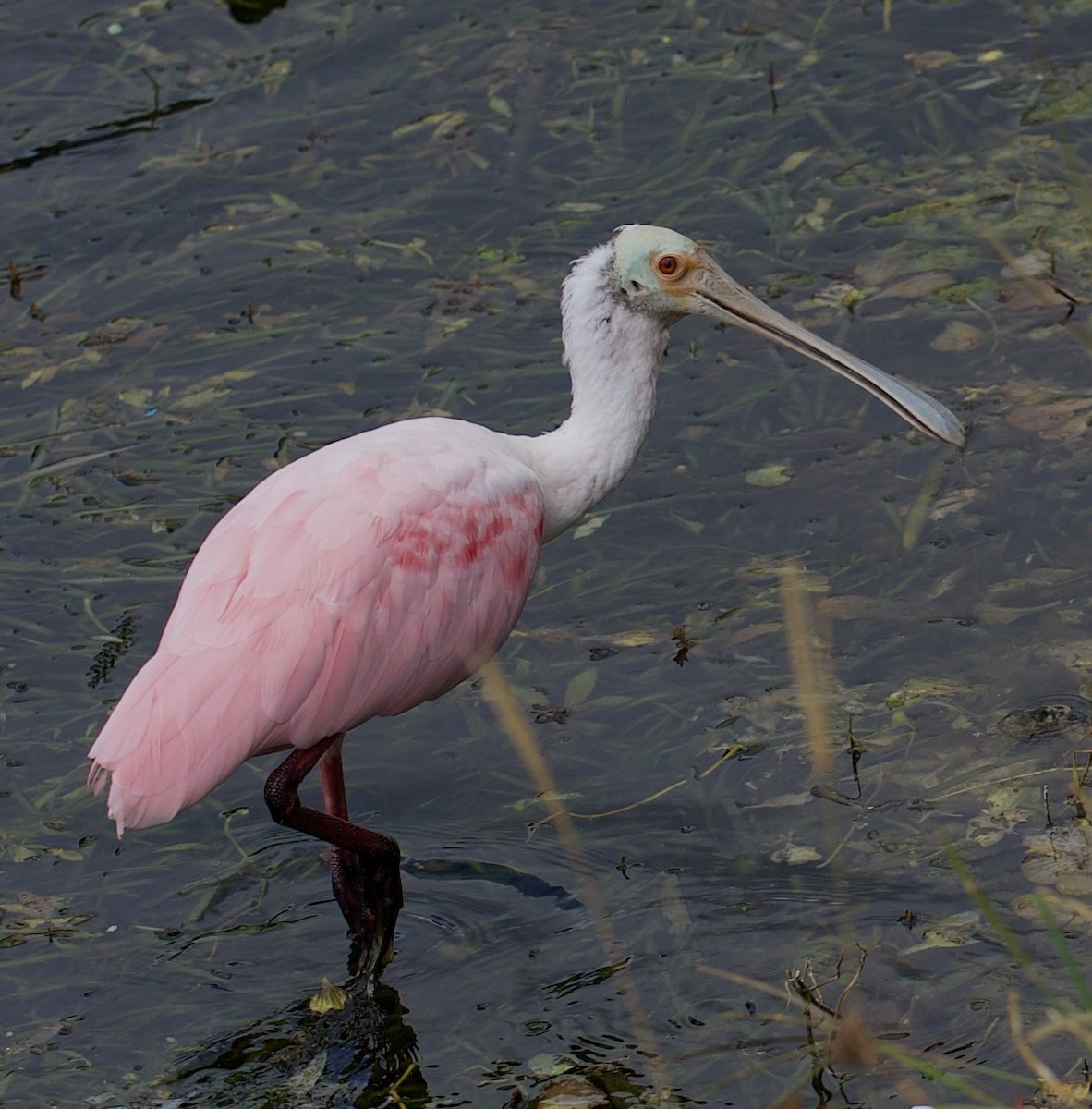 Roseate Spoonbill - ML619959673