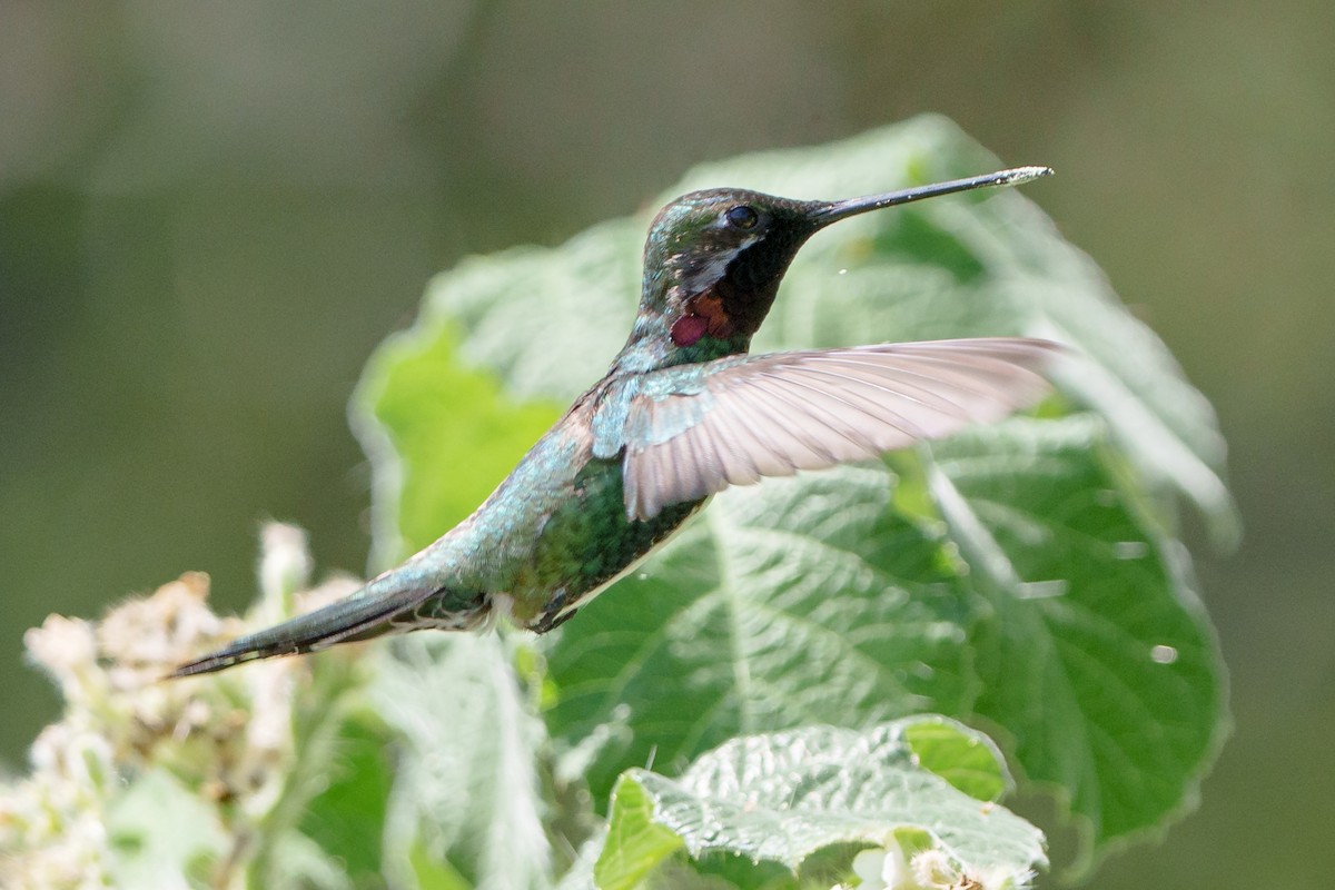 kolibřík fialovolímcový - ML619959691