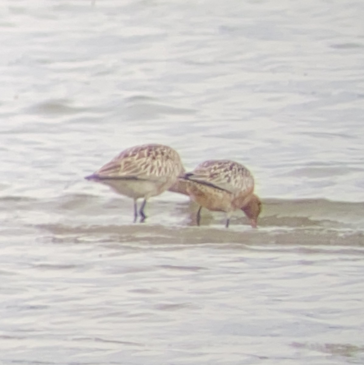 Bar-tailed Godwit - ML619959695