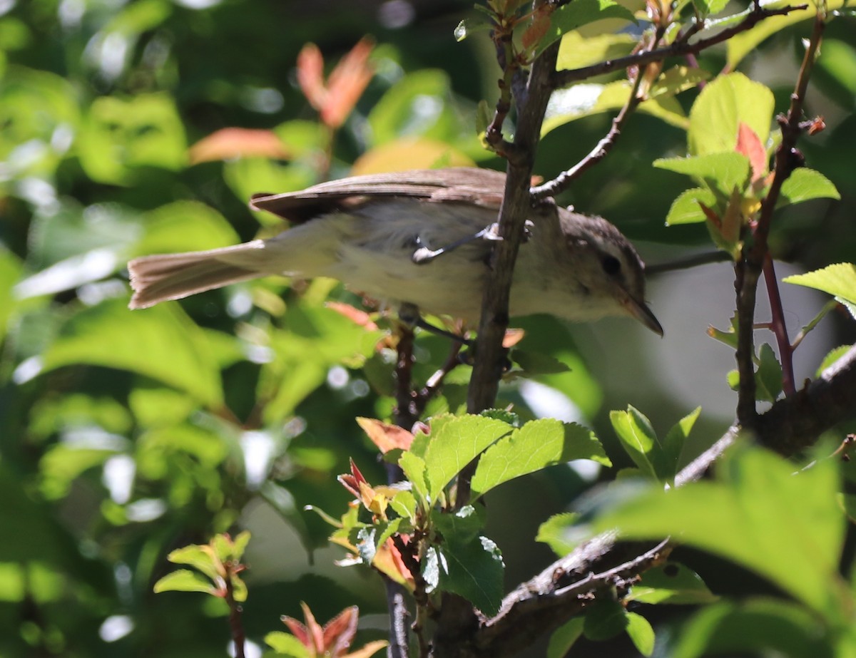 Warbling Vireo - ML619959703