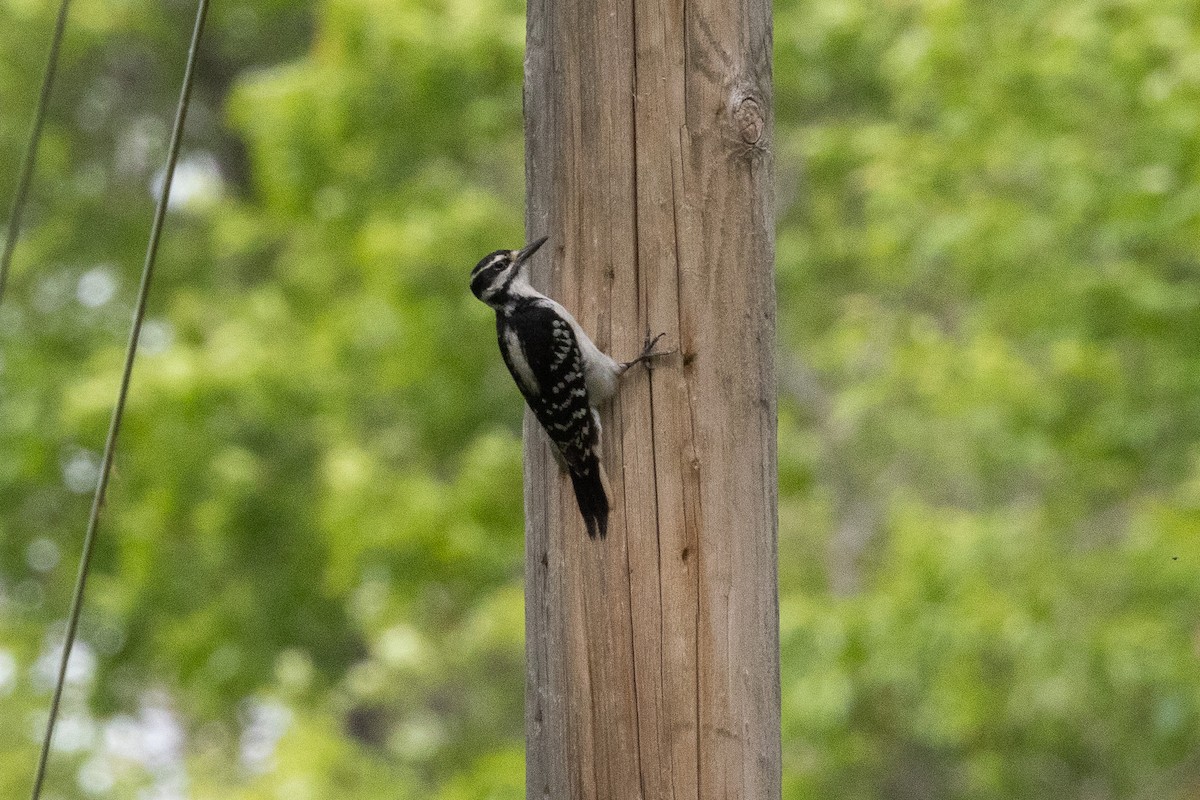 Hairy Woodpecker - ML619959709