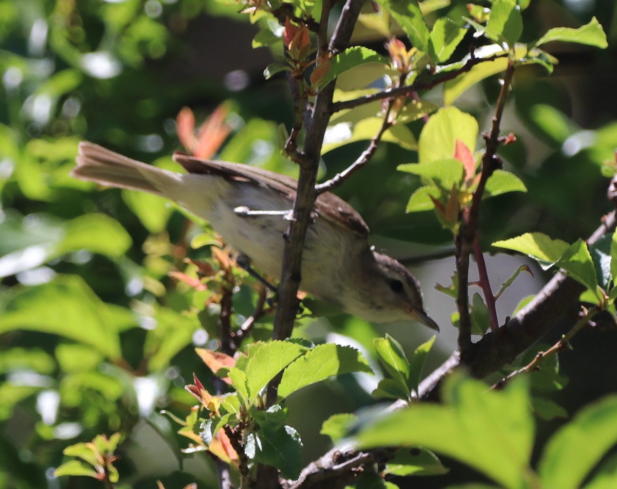 Warbling Vireo - Chris Overington