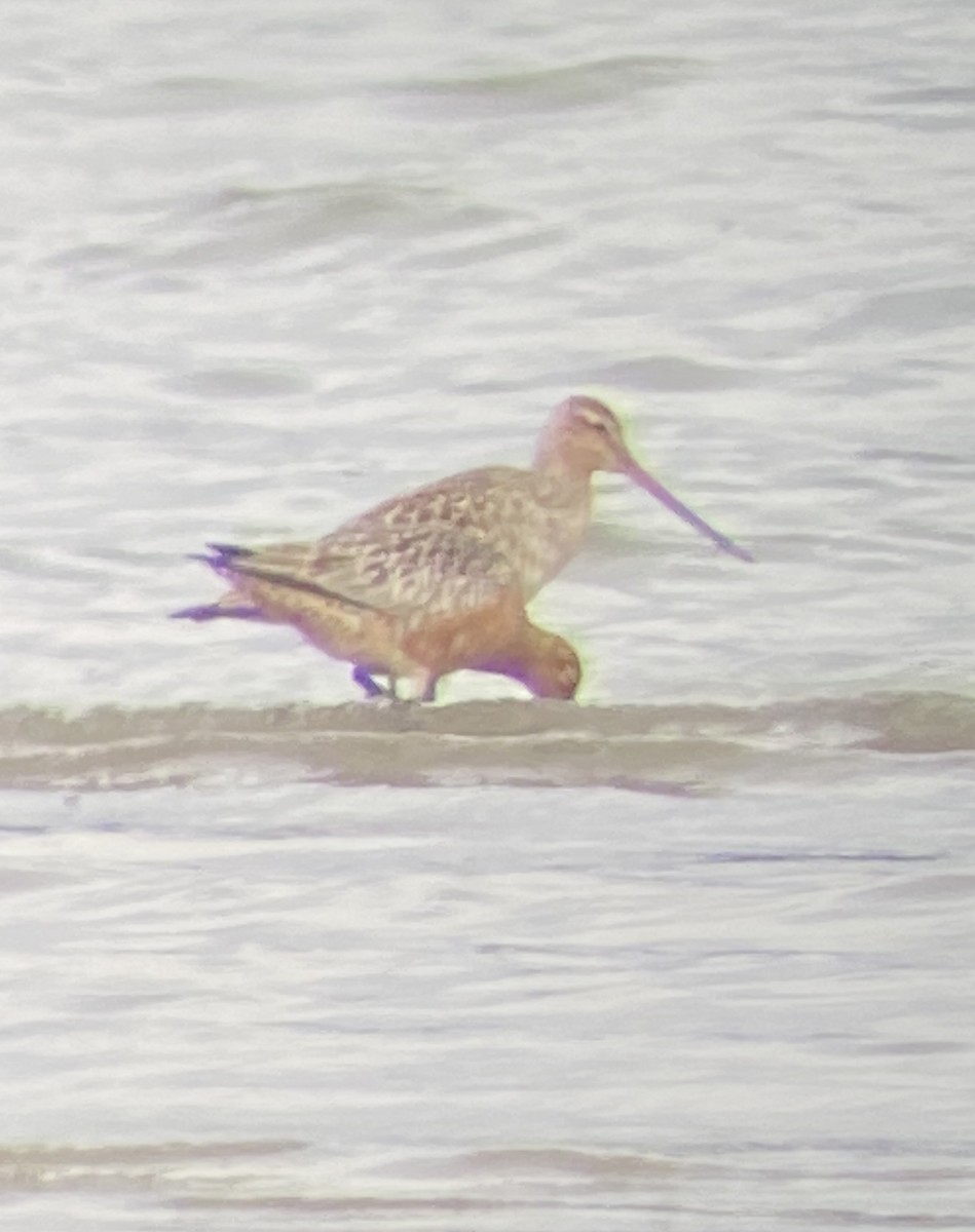 Bar-tailed Godwit - ML619959715