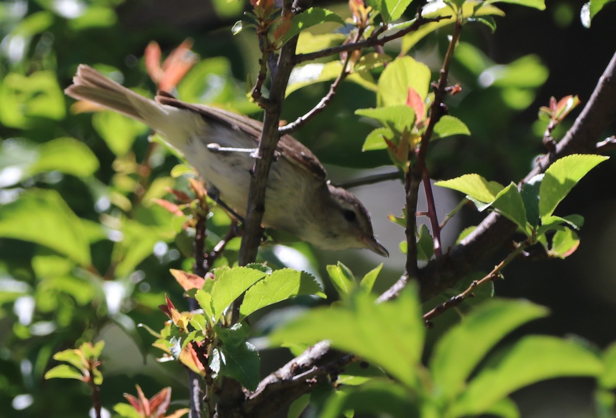 Warbling Vireo - ML619959716