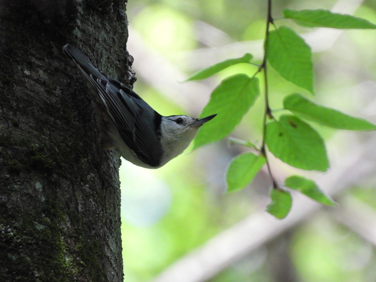 White-breasted Nuthatch - ML619959729