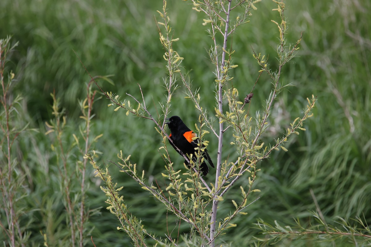 Red-winged Blackbird - ML619959735