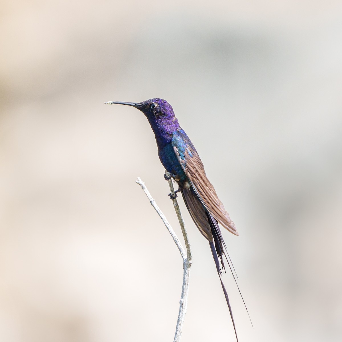 Swallow-tailed Hummingbird - ML619959744