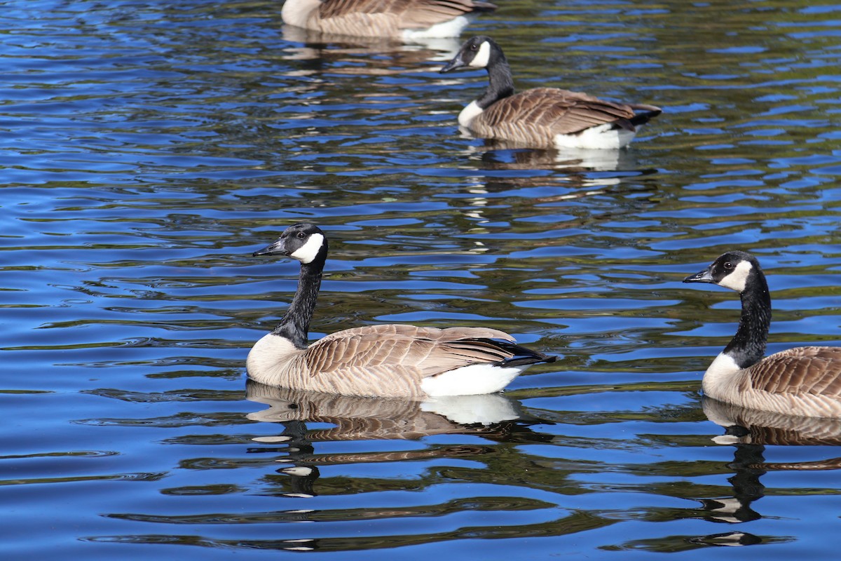 Canada Goose - ML619959756