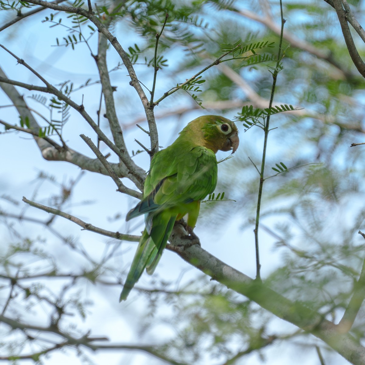 Cactus Parakeet - ML619959776