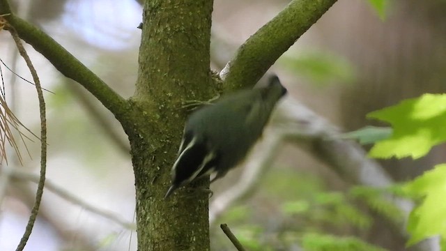 Red-breasted Nuthatch - ML619959777