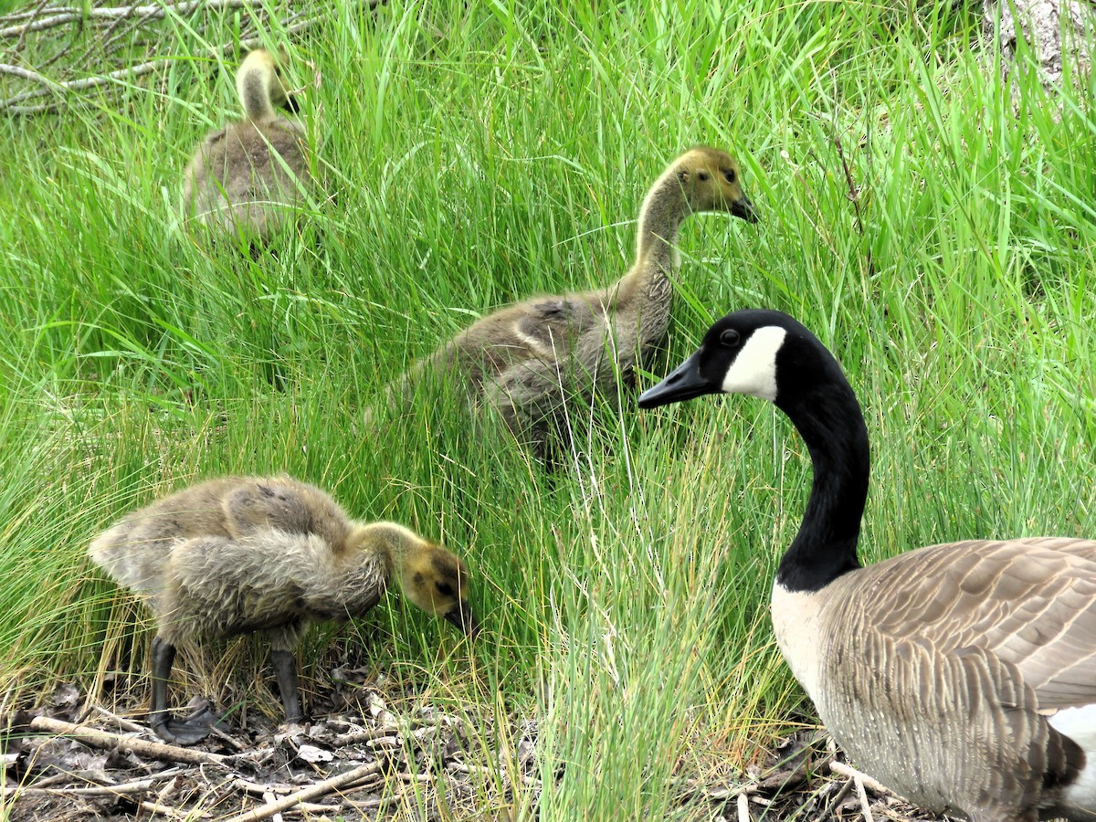 Canada Goose - ML619959786