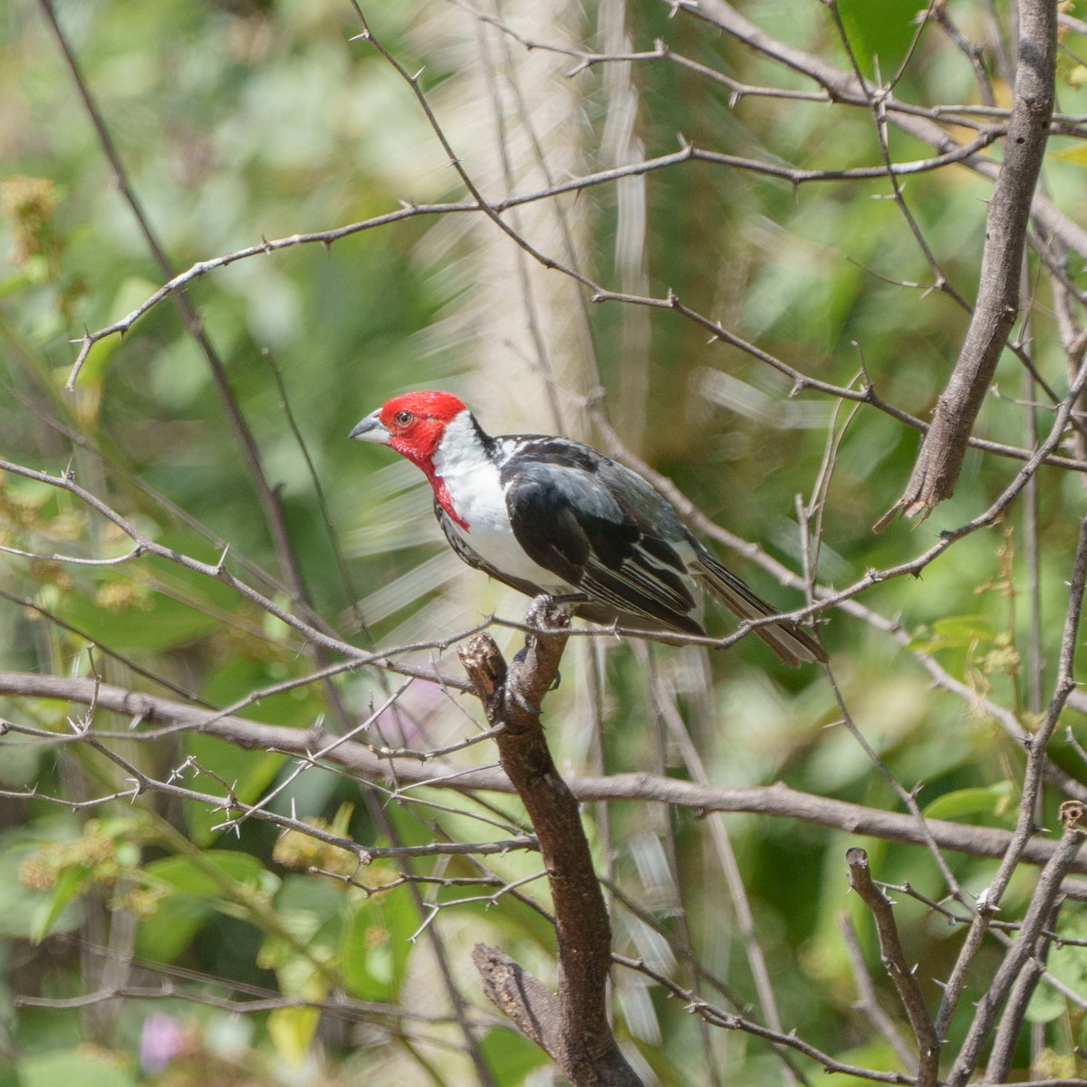Red-cowled Cardinal - ML619959787