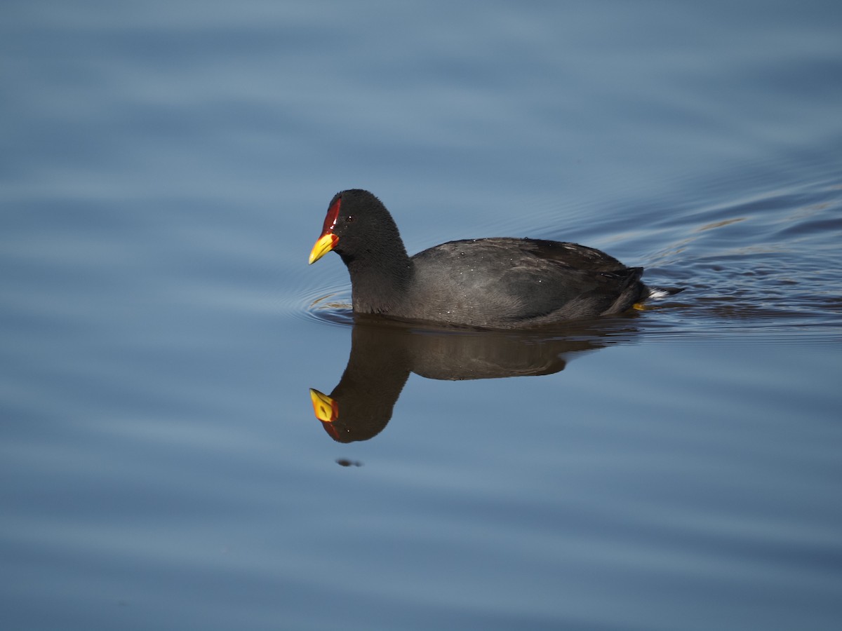 Red-fronted Coot - ML619959789