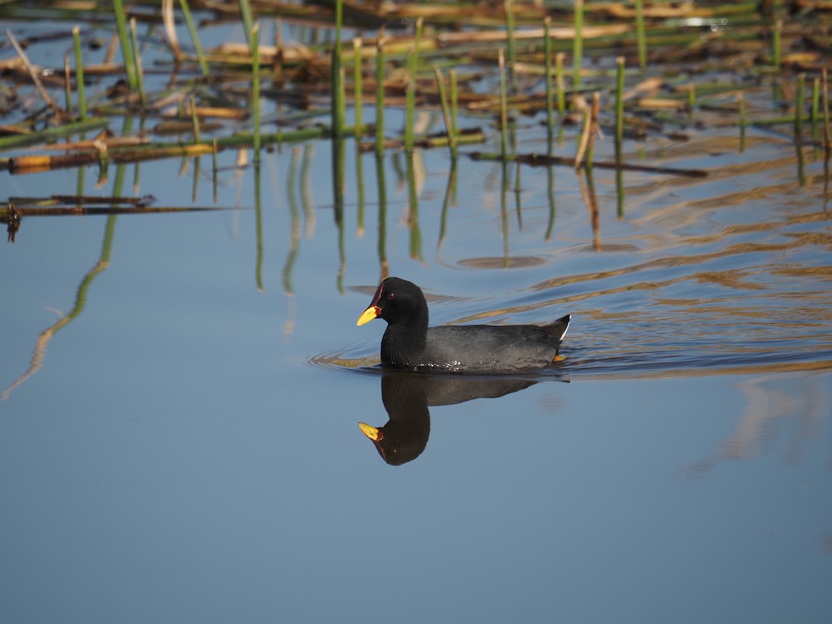 Red-fronted Coot - ML619959791