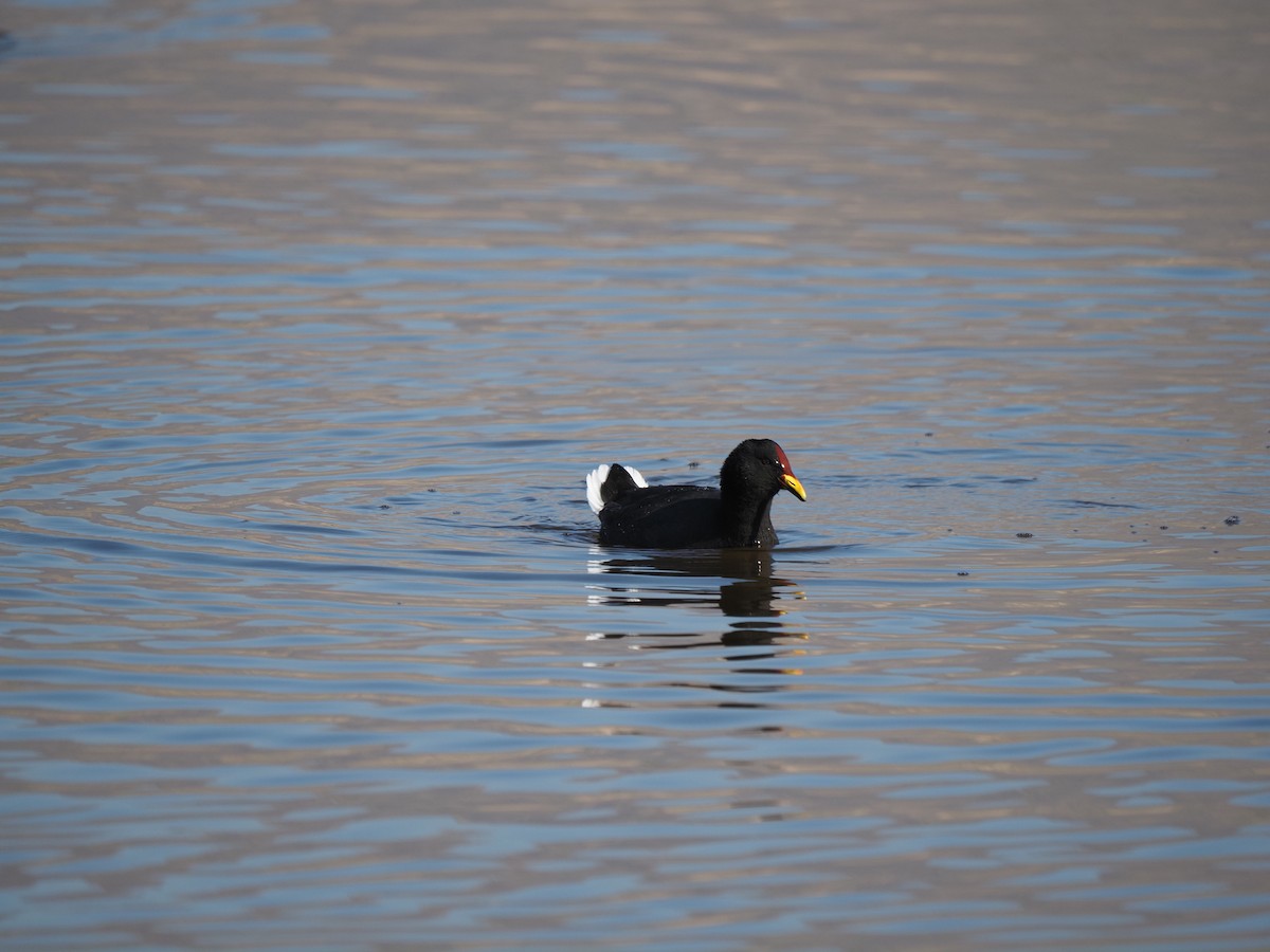 Red-fronted Coot - ML619959792