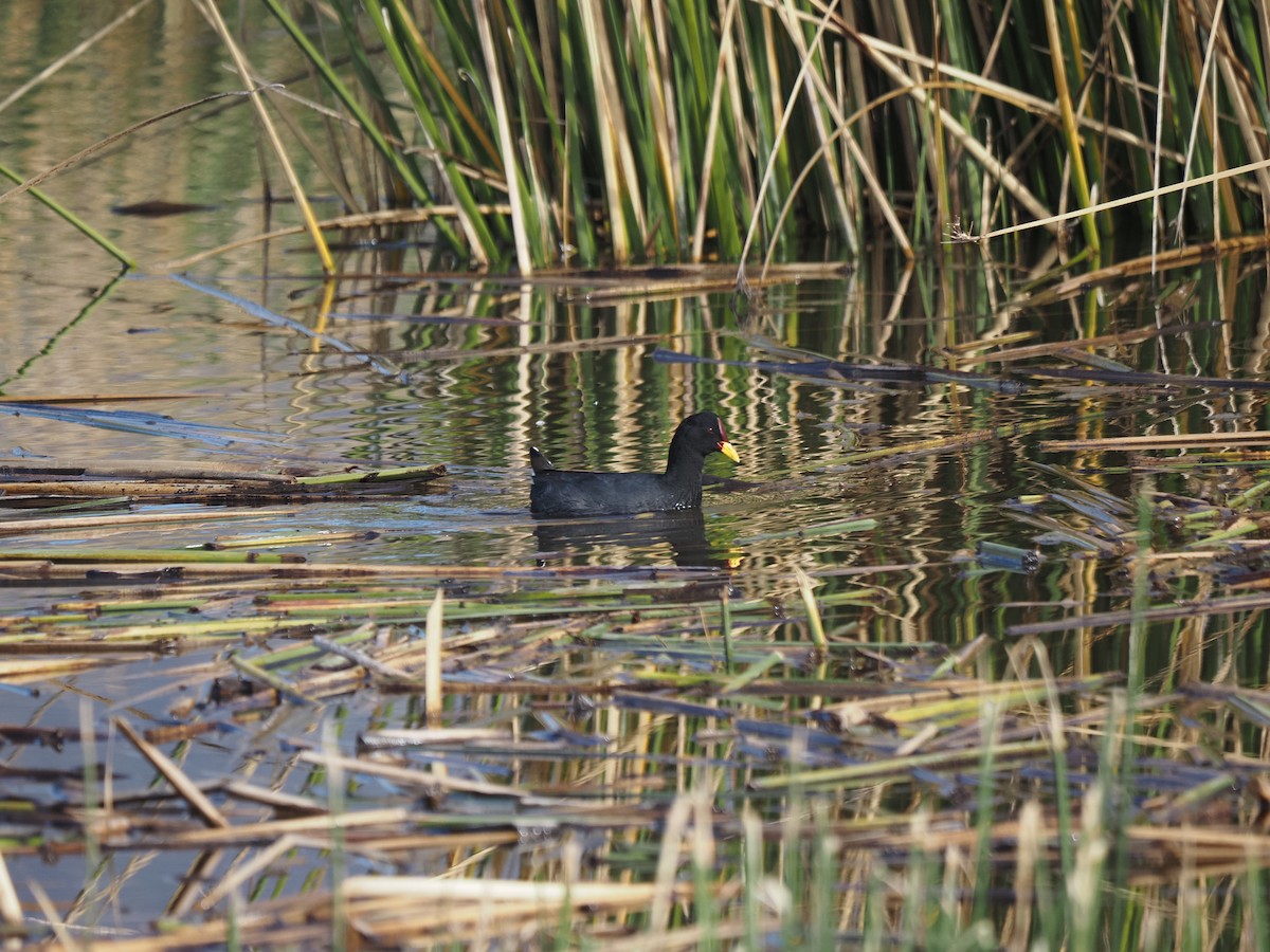 Red-fronted Coot - ML619959793