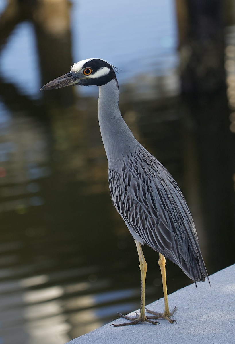 gulkronehegre - ML619959794