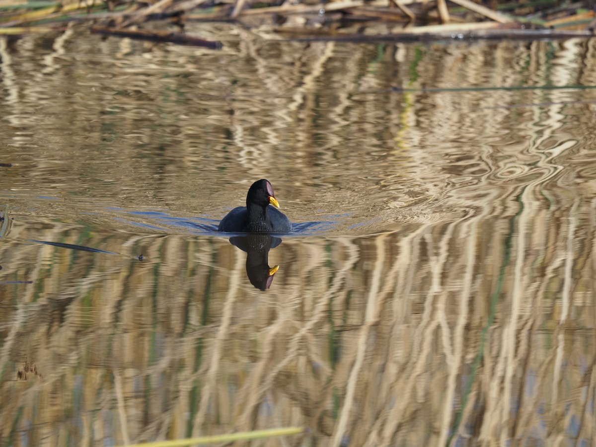 Red-fronted Coot - ML619959795