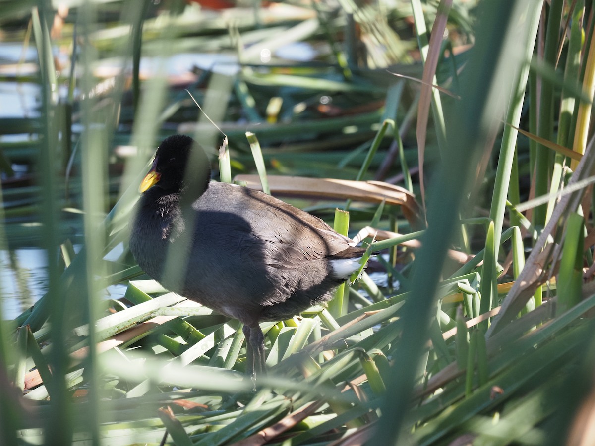 Red-fronted Coot - ML619959796
