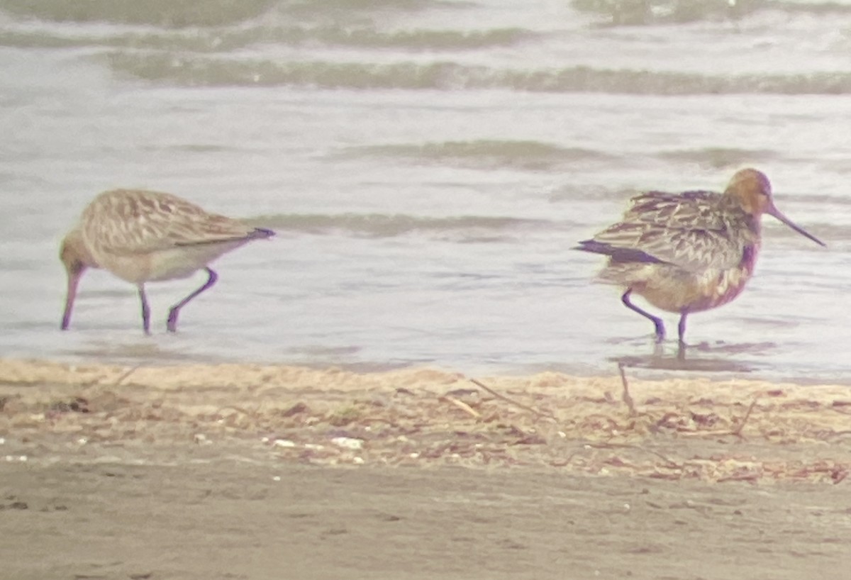 Bar-tailed Godwit - ML619959809