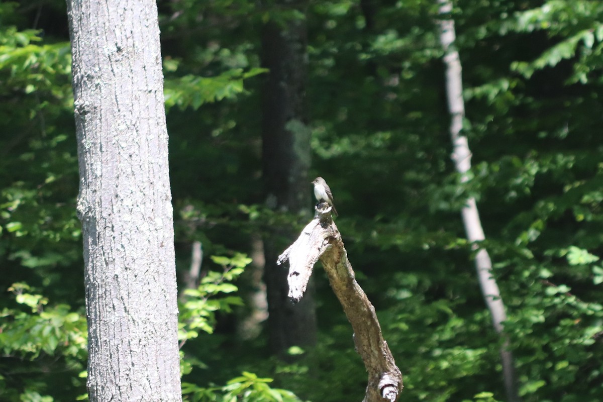 Eastern Wood-Pewee - ML619959810