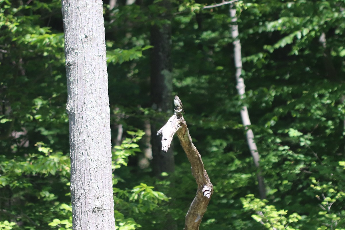 Eastern Wood-Pewee - ML619959811