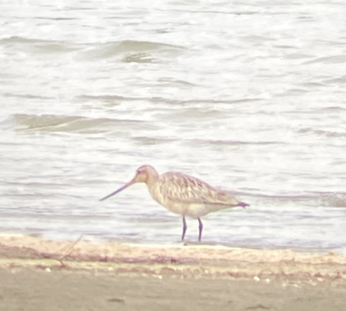 Bar-tailed Godwit - ML619959813