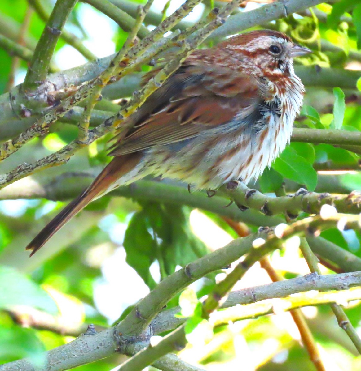 Song Sparrow - ML619959830