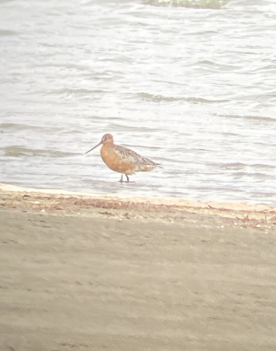 Bar-tailed Godwit - ML619959832