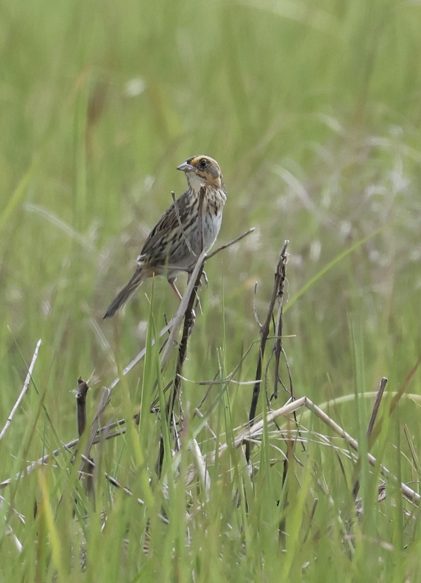 Saltmarsh Sparrow - ML619959833