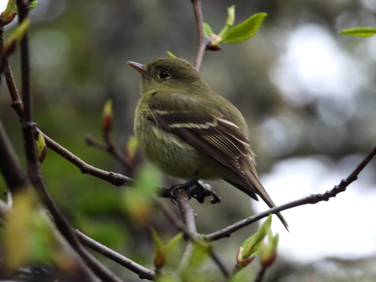 Yellow-bellied Flycatcher - ML619959834