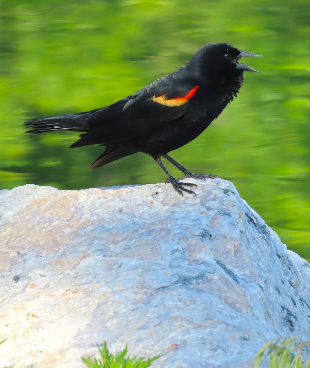 Red-winged Blackbird - ML619959837