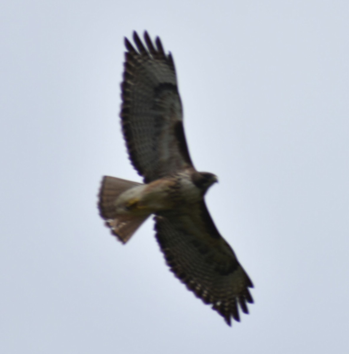 Red-tailed Hawk - ML619959851