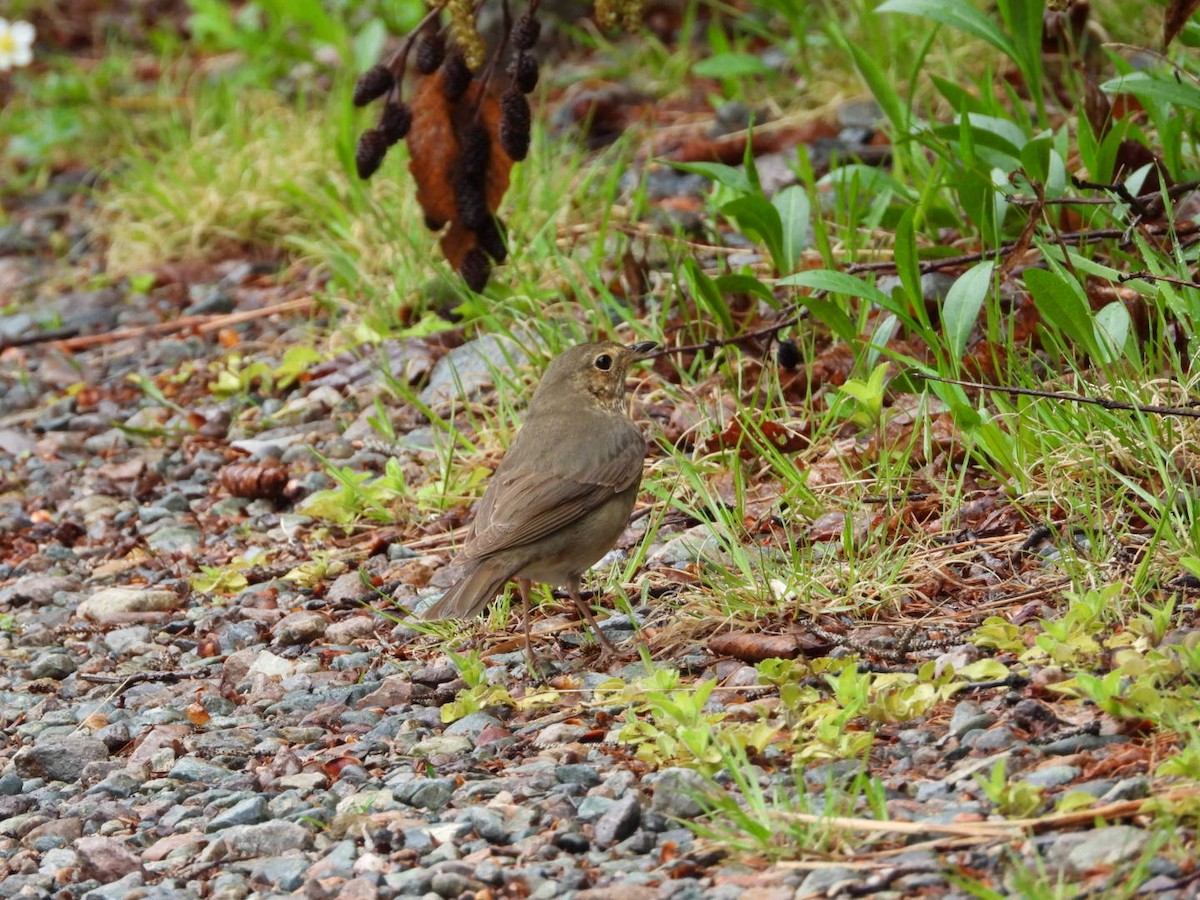 Swainson's Thrush - ML619959861