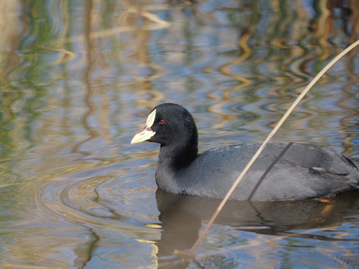 Red-gartered Coot - ML619959869