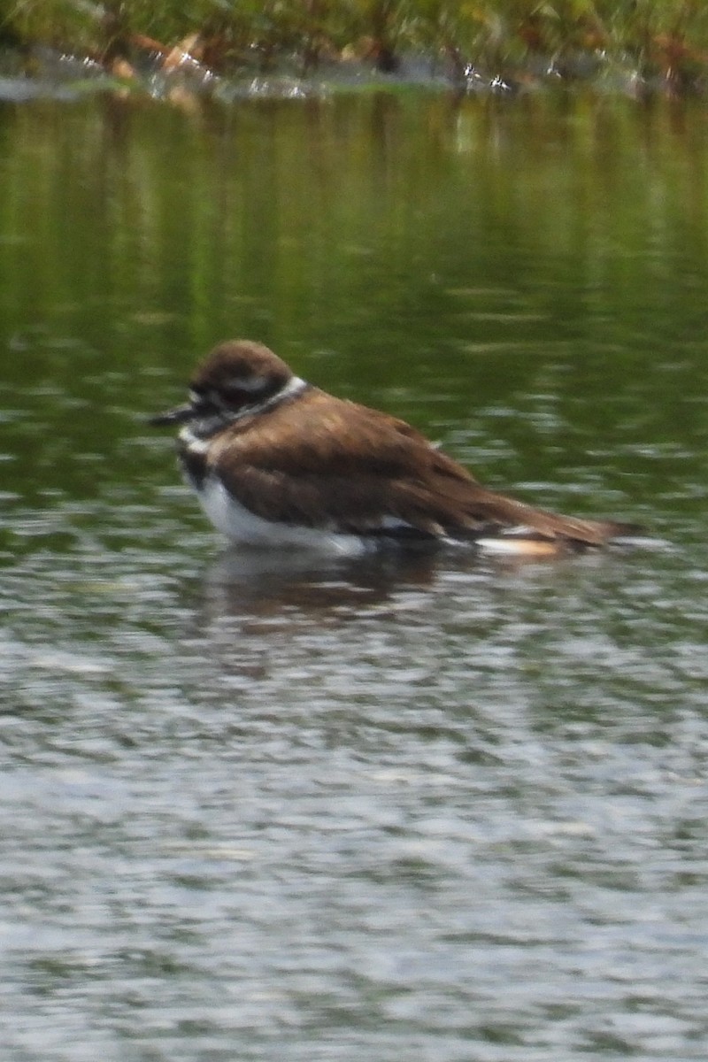 Killdeer - Larry Gaugler