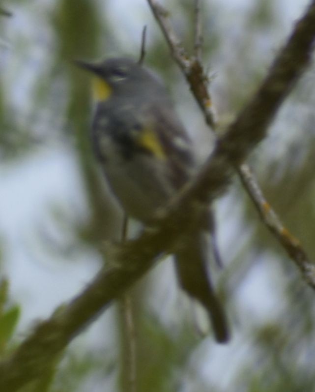 Yellow-rumped Warbler (Audubon's) - ML619959872