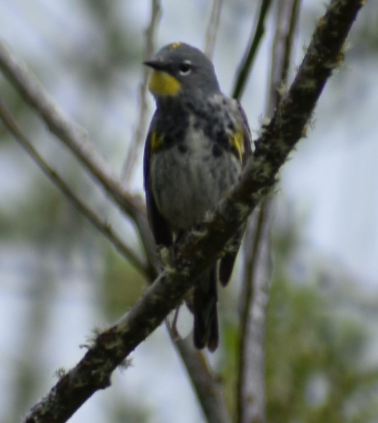Yellow-rumped Warbler (Audubon's) - ML619959873