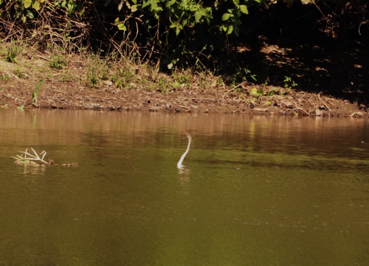 Anhinga - ML619959879