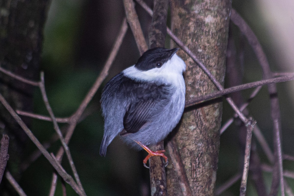 White-bearded Manakin - ML619959895